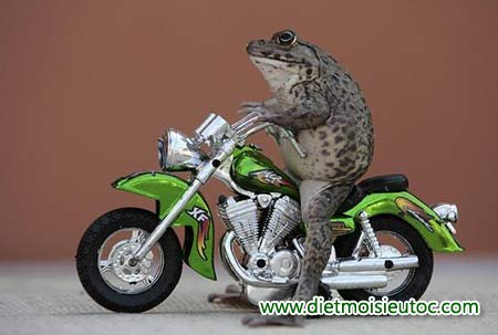 Éch biết chạy xe moto