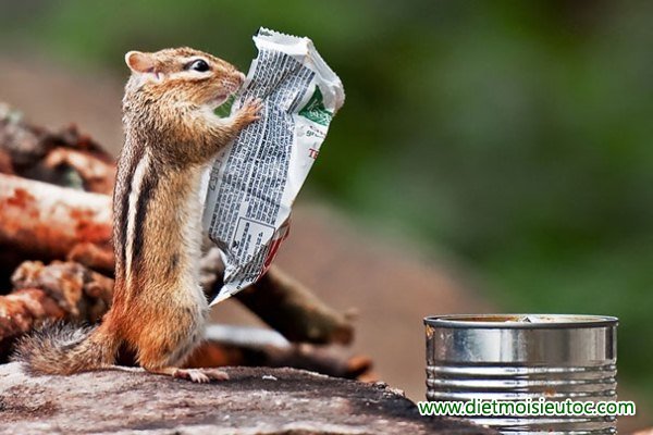 Sóc biết đọc báo
