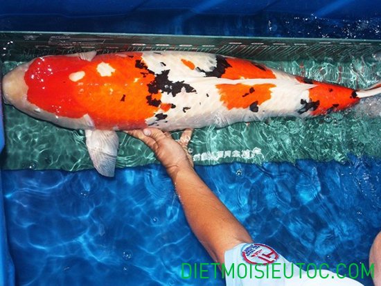 9 loài cá đẹp và đắt nhất Việt Nam