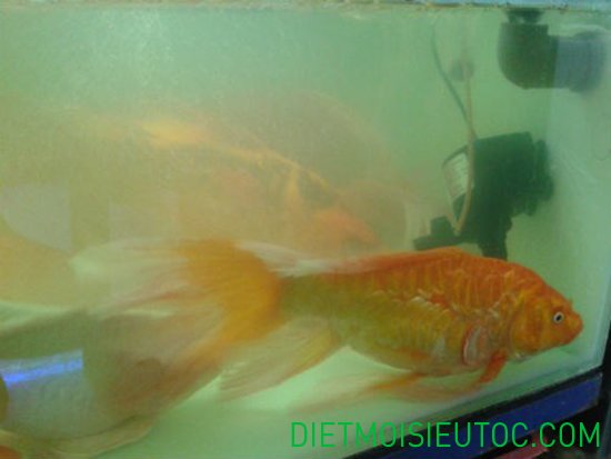 9 loài cá đẹp và đắt nhất Việt Nam