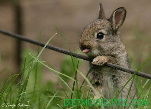 20 hình ảnh đẹp ngộ nghĩnh của loài thỏ