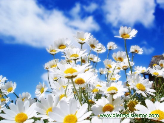 10 loài hoa đẹp nhất thê giới
