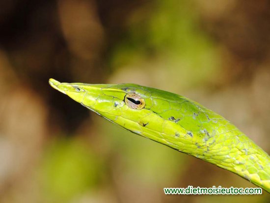 20 loài rắn độc nhất thế giới