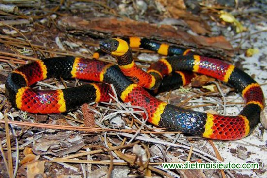 20 loài rắn độc nhất thế giới