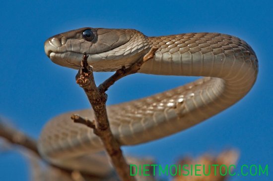 Loài rắn dai - Loài rắn dài nhất châu phi