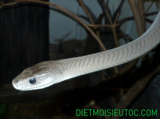 Loài rắn dai - Loài rắn dài nhất châu phi