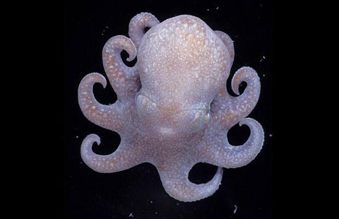 Những sinh vật kỳ lạ dưới đại dương
