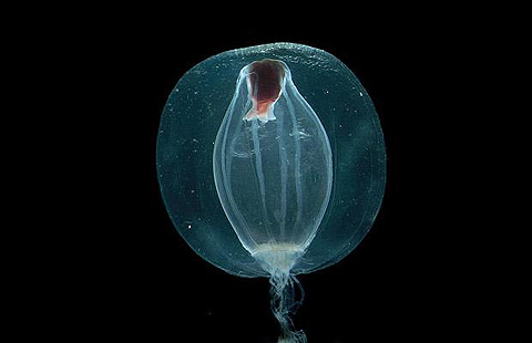 Những sinh vật kỳ lạ dưới đại dương