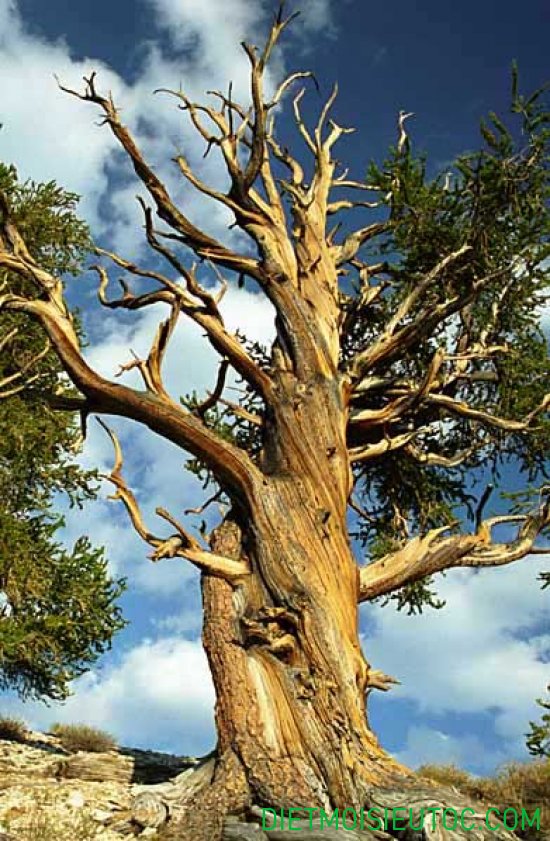 Cây cổ thụ - 5 cây cổ thụ đáng sợ nhất thế giới