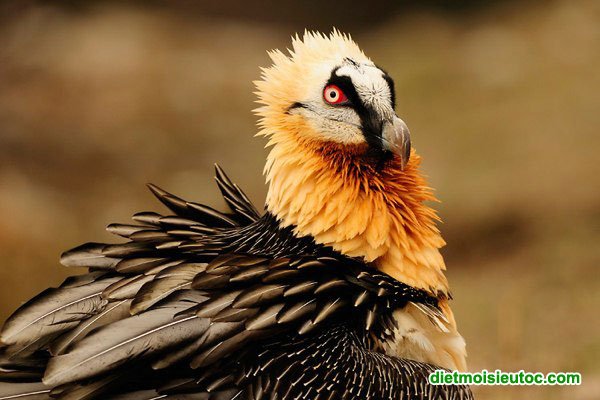 Top 8 loài chim có khả năng giết người đáng sợ nhất thế giới