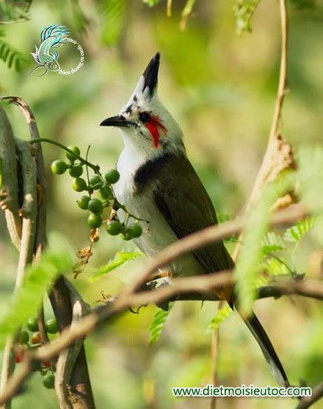 Những loài chim quý hiếm qua ống kính của nhà hoạt động môi trường