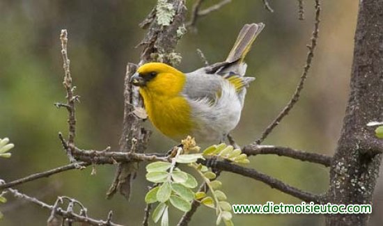 Hình ảnh đẹp về 10 loài chim quý nhất thế giới