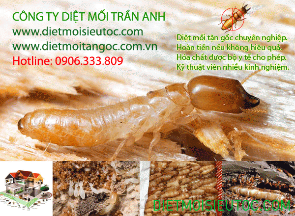 Cty diet moi Uy Tin Tran Anh