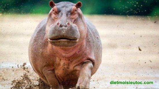 Top 10 loài động vật có chất béo tự nhiên lớn nhất thế giới
