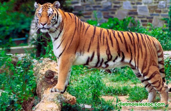Top 10 loài động vật đẹp nhất thế giới