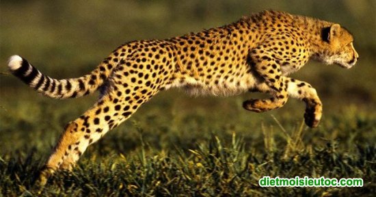 Top 10 loài động vật có tốc độ nhanh nhất thế giới