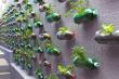 Ảnh:  10 Mô hình trồng rau sạch tại nhà thông minh
