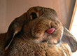 Ảnh:  20 hình ảnh đẹp ngộ nghĩnh của loài thỏ