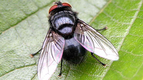Dịch vụ diệt ruồi và phun thuốc diệt ruồi hiệu quả