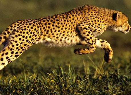 Top 10 loài động vật có tốc độ nhanh nhất thế giới